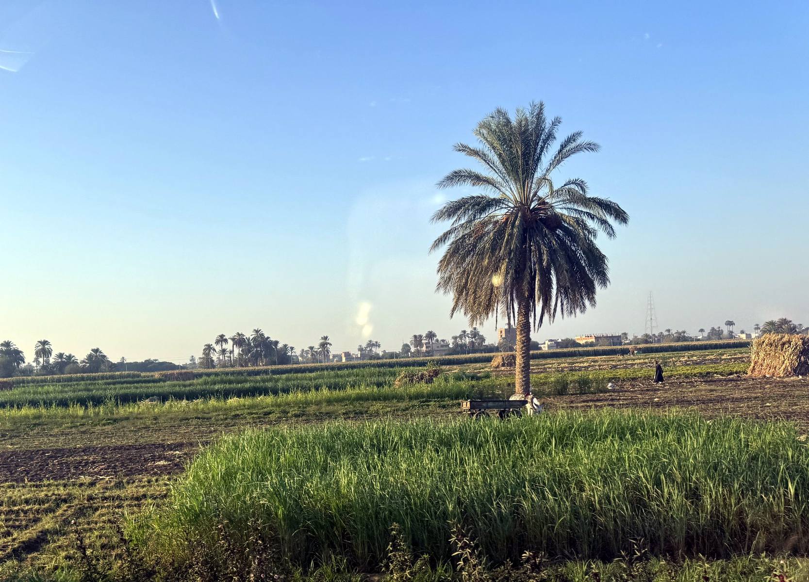 Green fields and a date palm in the Nile valley of Middle Egypt