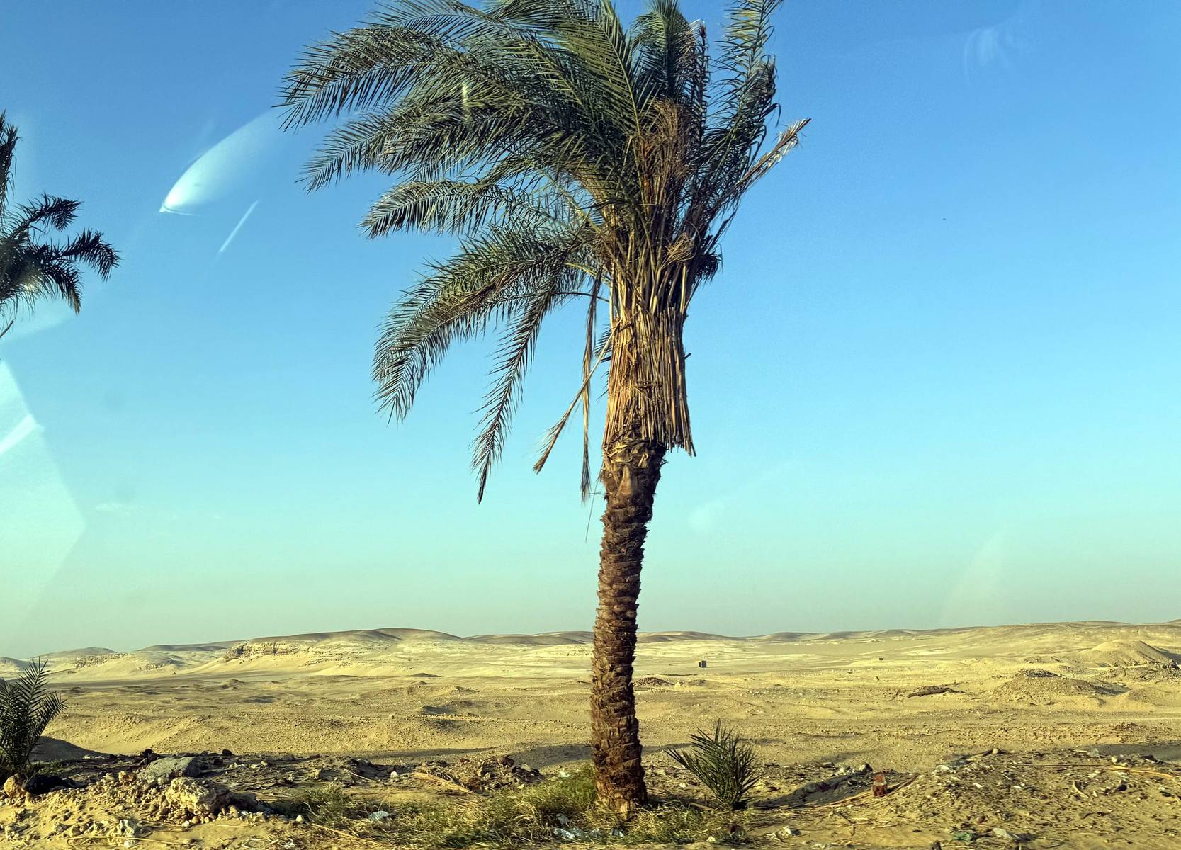 Date palms where the green Nile valley meets the desert in Middle Egypt