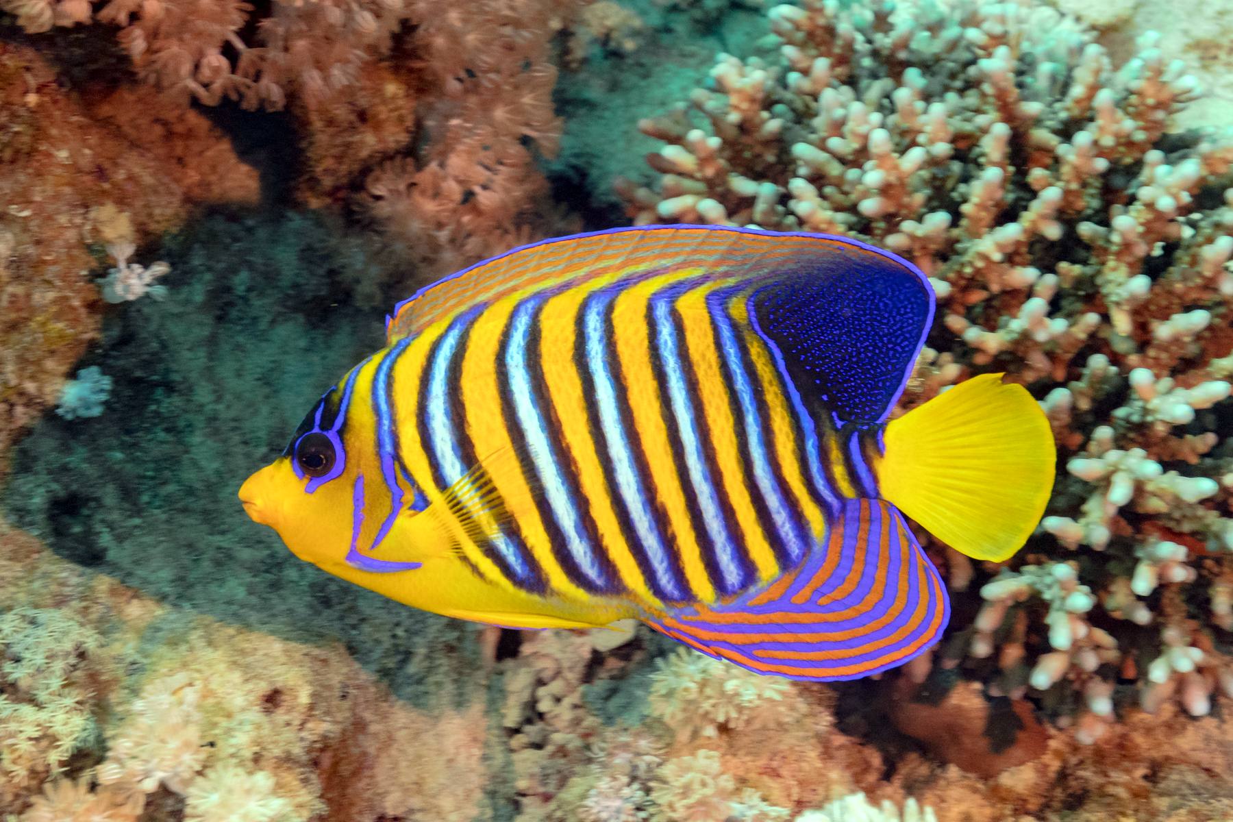 A regal angelfish among the corals of Ras Muhammad National Park