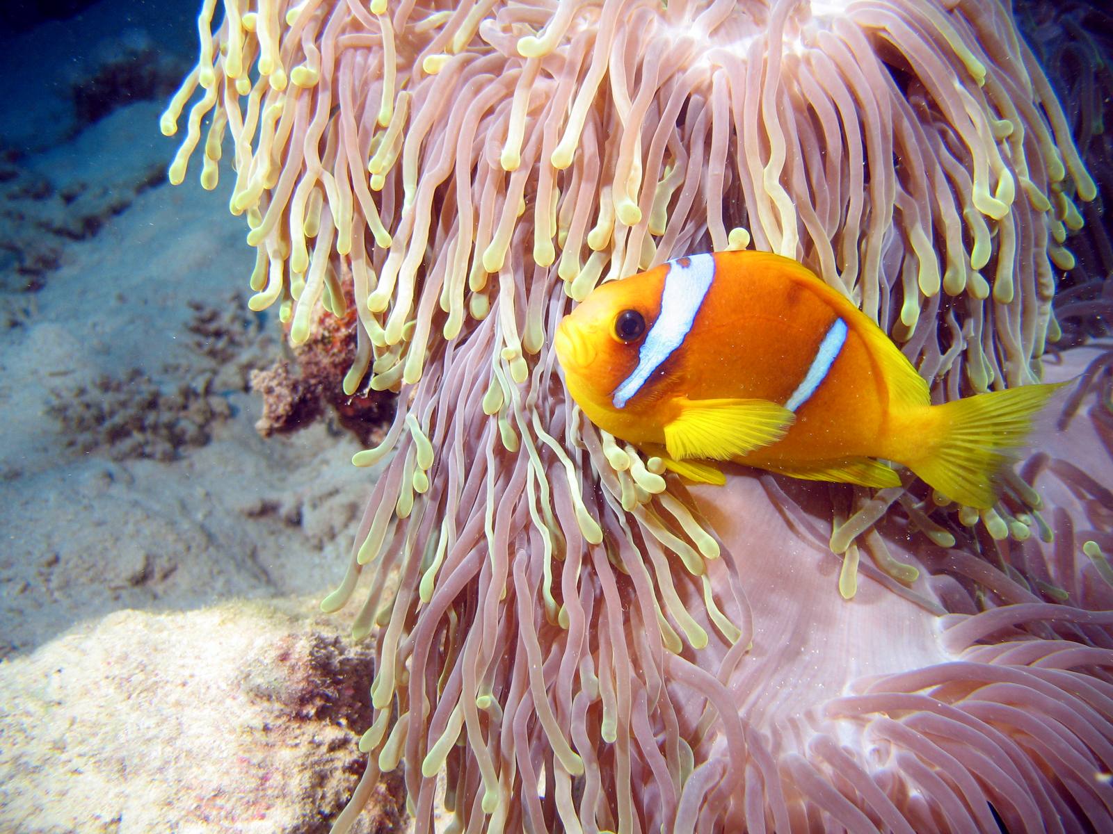A Red Sea clownfish nestled in the tentacles of its anemone