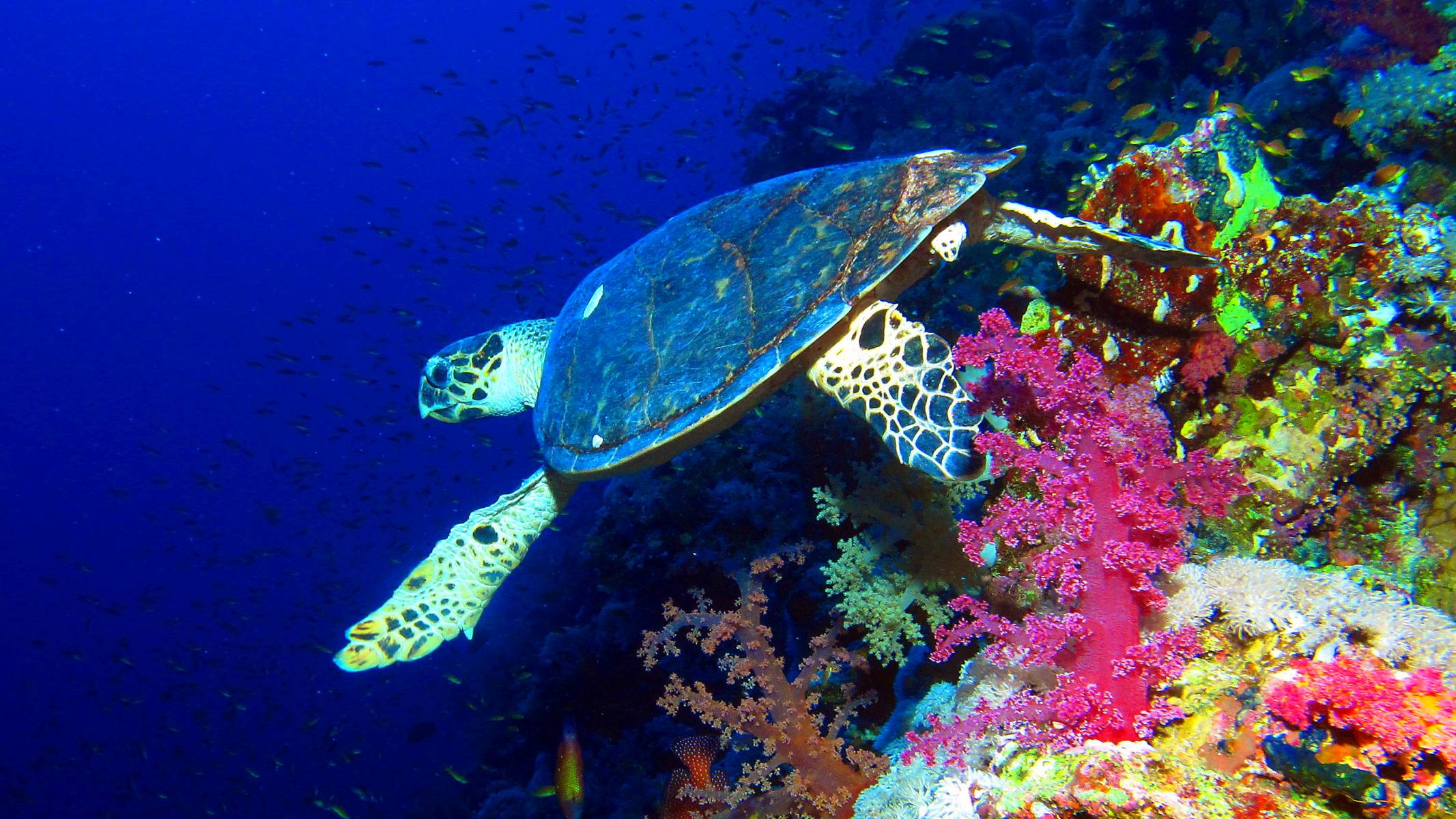 A hawksbill turtle gliding past pink soft corals in the Red Sea