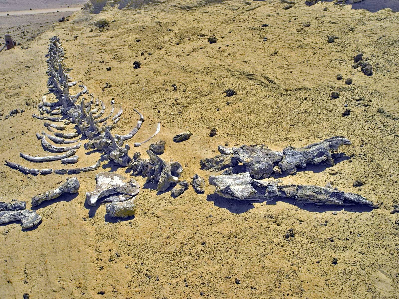 Fossil vertebrae of a Dorudon whale in Wadi al-Hitan